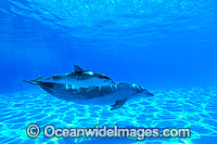 Bottlenose Dolphin mother and baby Photo - Gary Bell