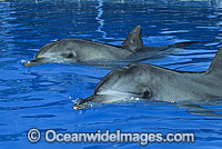 Indo-Pacific Bottlenose Dolphin Tursiops aduncas Photo - Gary Bell