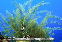Stinging Hydroid Aglaophenia cupressina Photo - Gary Bell