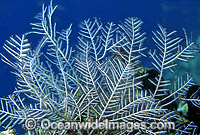 Hydroid Gymnangium gracilicaule Photo - Gary Bell