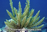 Stinging Hydroid Aglaophenia cupressina Photo - Gary Bell