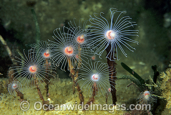 Hydroid colony photo Hydroid colony photo
