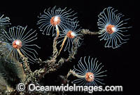 Hydroid Ralpharia magnifica colony Photo - Gary Bell