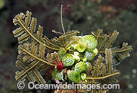 Stinging Hydroid Photo - Gary Bell