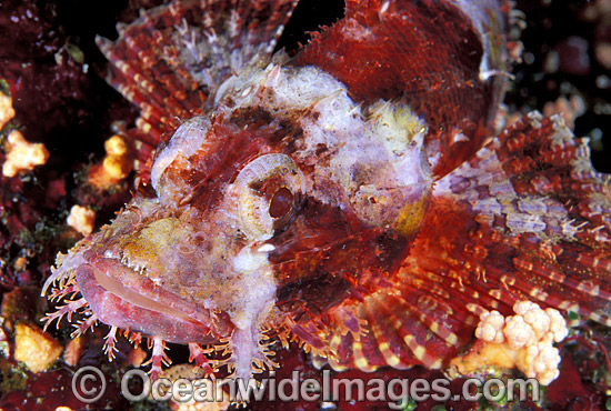 Small-scale Scorpionfish Scorpaenopsis oxycephala photo