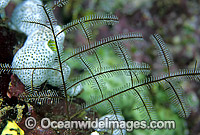 Stinging Hydroid Macrorhynchia sp. Photo - Gary Bell