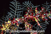 Hydroid Gymnangium gracilicaule Photo - Gary Bell