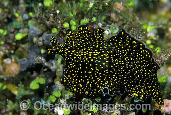 Polyclad Flatworm Thysanozoon nigropapillosum photo Polyclad Flatworm Thysanozoon nigropapillosum photo