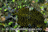 Polyclad Flatworm Thysanozoon nigropapillosum Photo - Gary Bell