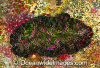 Polyclad Flatworm Pseudobiceros bedfordi Photo - Gary Bell