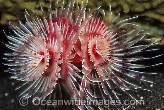 Tubeworm Protula magnifica photo Tubeworm Protula magnifica photo