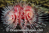 Tubeworm Protula magnifica Photo - Gary Bell