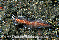 Polyclad Flatworm Photo - Gary Bell