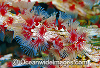 Tubeworm Filogranella elatensis colony Photo - Gary Bell