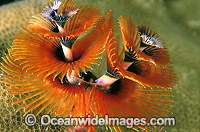 Christmas Tree Worm Photo - Gary Bell