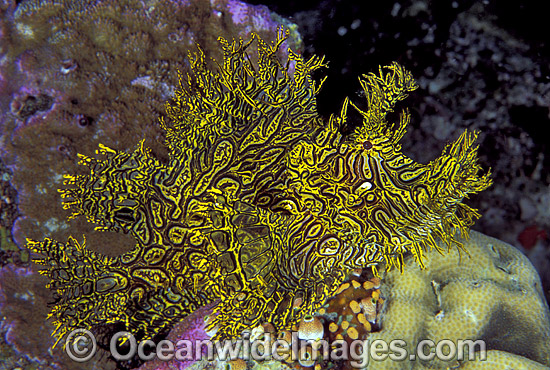 Lacy Scorpionfish Rhinopias aphanes photo