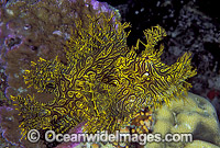 Lacy Scorpionfish Rhinopias aphanes Photo - Gary Bell