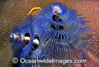 Christmas Tree Worm Spirobranchus giganteus Photo - Gary Bell