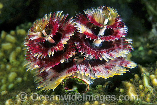 Christmas Tree Worm photo Christmas Tree Worm photo