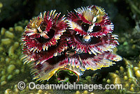 Christmas Tree Worm Photo - Gary Bell