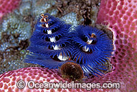 Christmas Tree Worm Spirobranchus giganteus Photo - Gary Bell