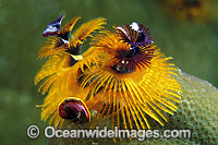Christmas Tree Worm Spirobranchus giganteus Photo - Gary Bell