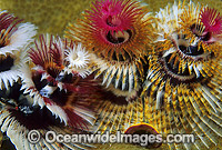 Christmas Tree Worm Photo - Gary Bell