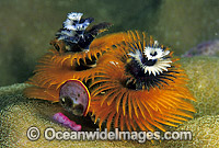 Christmas Tree Worm Spirobranchus giganteus Photo - Gary Bell