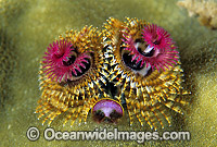 Christmas Tree Worm Photo - Gary Bell