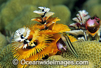 Bath's Comb-tooth Blenny Ecsenius bathi Photo - Gary Bell