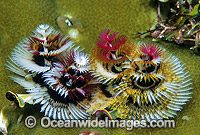 Christmas Tree Worm Spirobranchus giganteus Photo - Gary Bell