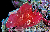 Leaf Scorpionfish Taenianotus triacanthus Photo - Gary Bell
