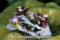 Christmas Tree Worm Spirobranchus giganteus Photo - Gary Bell