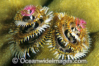 Christmas Tree Worm Spirobranchus giganteus Photo - Gary Bell
