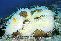 Pink Anemonefish in bleached Anemone Photo - Gary Bell