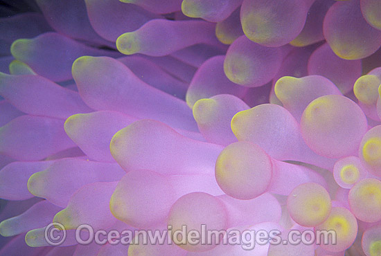 Bulb Tentacle Sea Anemone photo