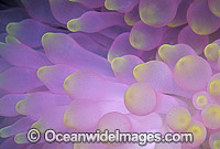 Bulb Tentacle Sea Anemone Photo - Gary Bell