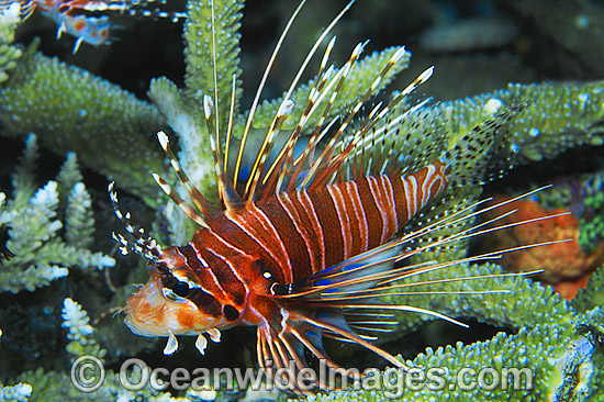Ragged-finned Lionfish photo Ragged-finned Lionfish photo