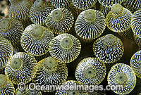Bulb Tentacle Sea Anemone Photo - Gary Bell