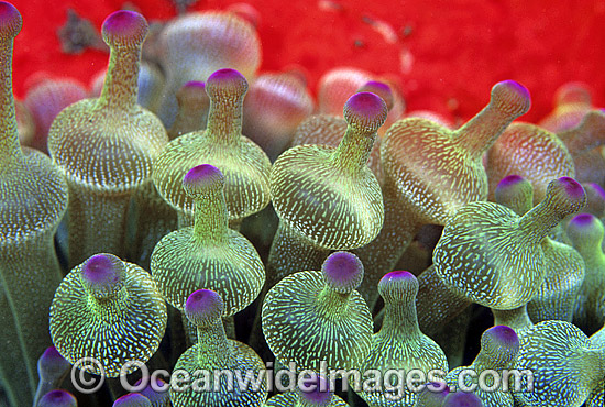 Bulb Tentacle Sea Anemone Photos & Images