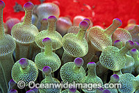 Bulb Tentacle Sea Anemone Photo - Gary Bell