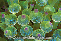 Bulb Tentacle Sea Anemone Photo - Gary Bell