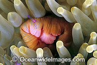 Anemone Shrimp at mouth of Sea Anemone Photo - Gary Bell