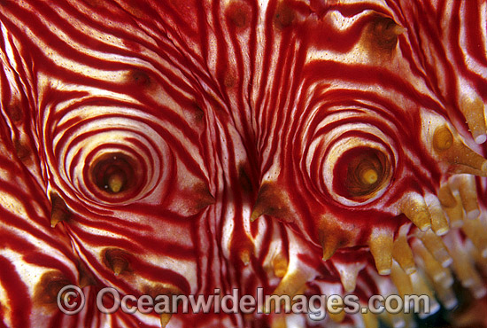 Sea Cucumber papillae tube feet photo