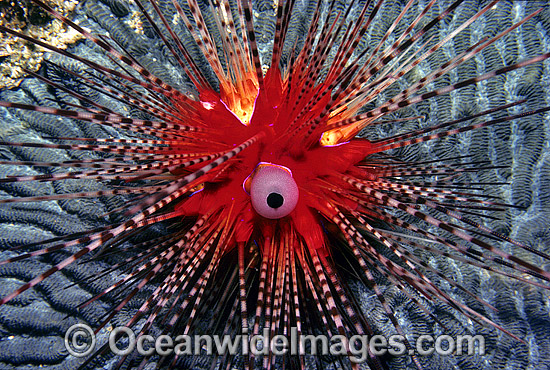 Sea Urchin Diadema palmeri photo Sea Urchin Diadema palmeri photo