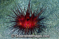 Fire Urchin Astropyga radiata Photo - Gary Bell