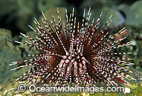 Sea Urchin Echinothrix calamaris Photo - Gary Bell