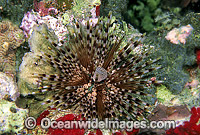 Sea Urchin Echinothrix calamaris Photo - Gary Bell