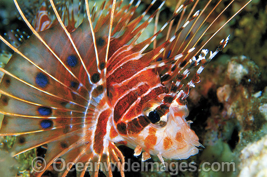 Ragged-finned Lionfish Pterois antennata photo Ragged-finned Lionfish Pterois antennata photo