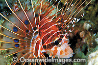 Ragged-finned Lionfish Pterois antennata Photo - Gary Bell
